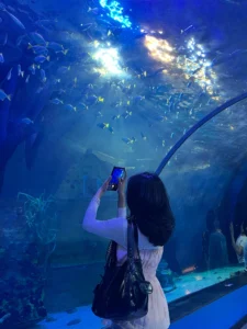 VGP Marine Kingdom