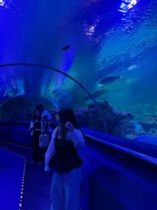 Marine Kingdom VGP