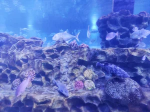 Marine Kingdom Ticket Price